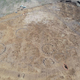 The footprints of some of the Iron Age roundhouses (vans at top for scale).